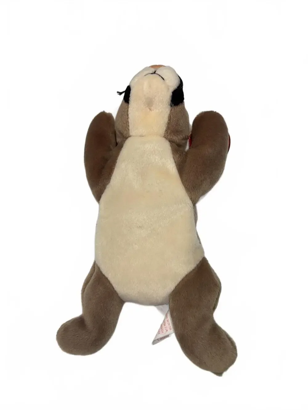 Ty Canyon Beanie Baby Full Size 9